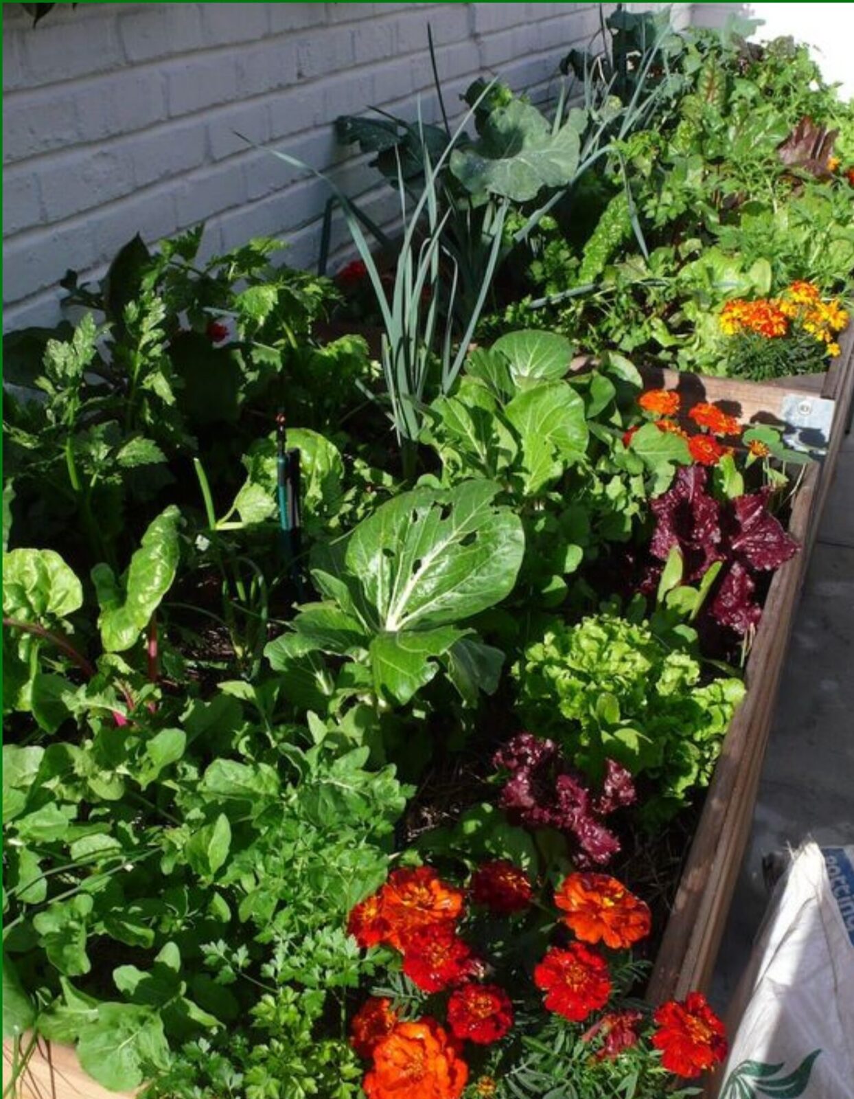 home-grown-vegetables-lettuce