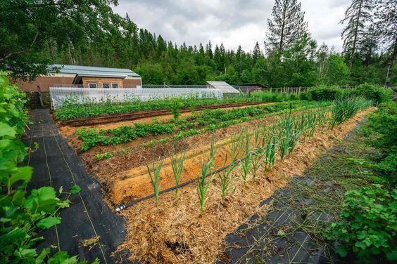 Off-grid food