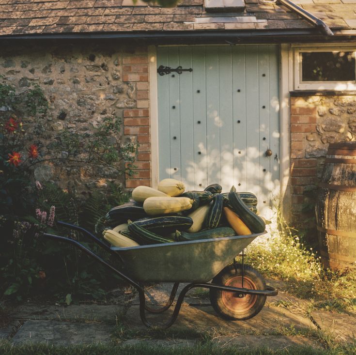 Picking pumpkins
