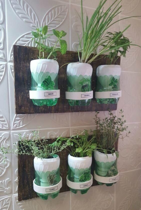 Plants in plastic bottles