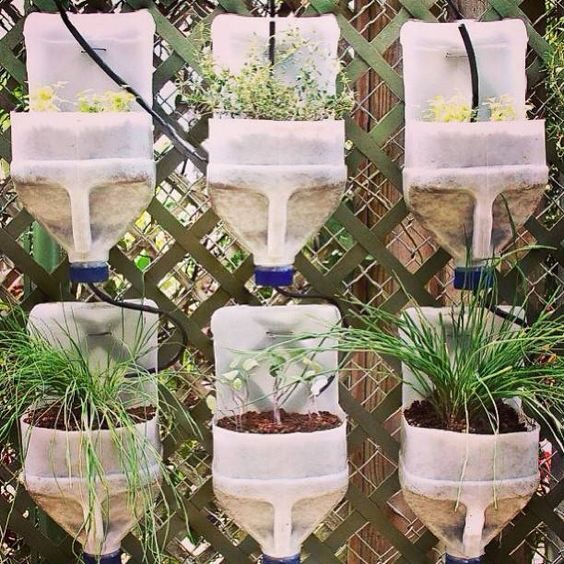 Plants in plastic