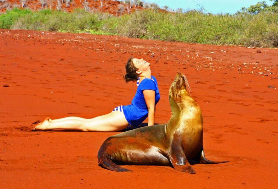 sealion