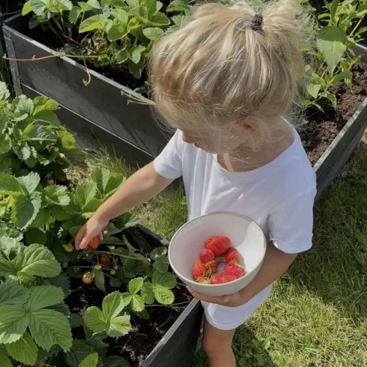 Strawberry picking